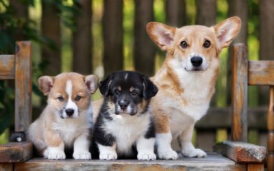 Puppy Socialization in Los Angeles – Why Early Exposure Matters