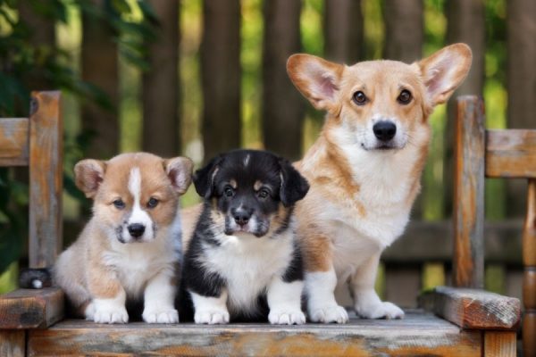 Puppy Socialization in Los Angeles – Why Early Exposure Matters
