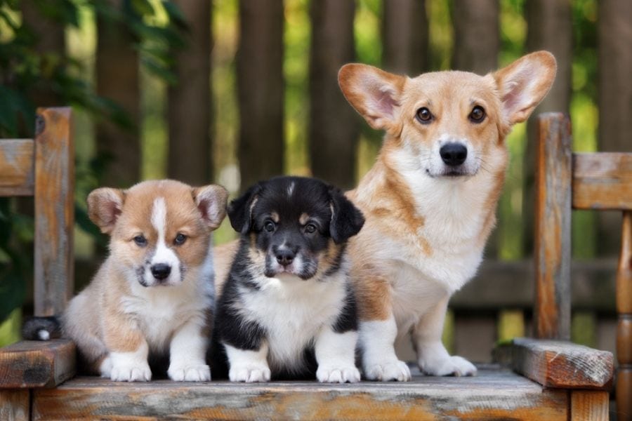 Pandemic Puppies: The Importance of Puppy Socialization