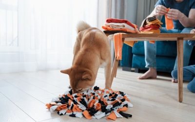 Canine Enrichment: How to Keep Your Dogs Busy When You Go Back to Work