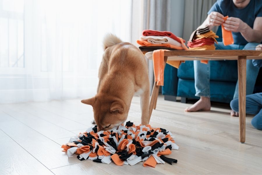 Canine Enrichment: How to Keep Your Dogs Busy When You Go Back to Work