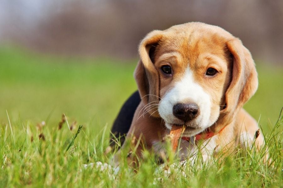 Puppy Body Language: Learn To Communicate With Your LA Dog!