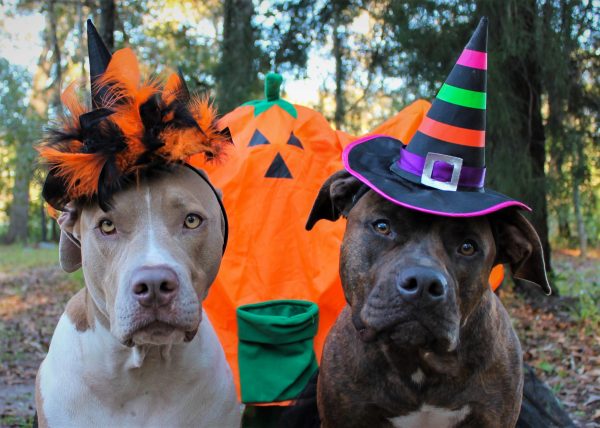 halloween safety tips for dogs in Los Angeles