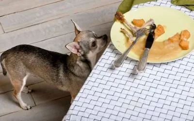 Toxic Foods for Dogs in Los Angeles: Updated List Every Dog Owner Needs to Know