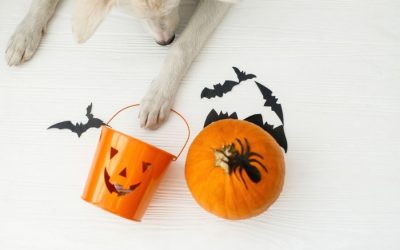 Halloween Safety Tips for Dogs in Los Angeles: Keep Your Pup Calm and Safe