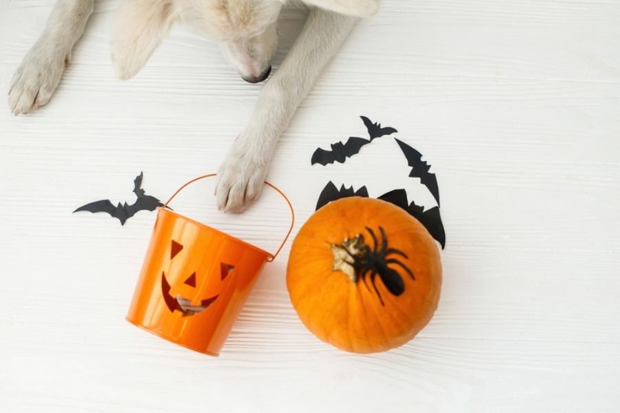Halloween Safety Tips For Your LA Dog!