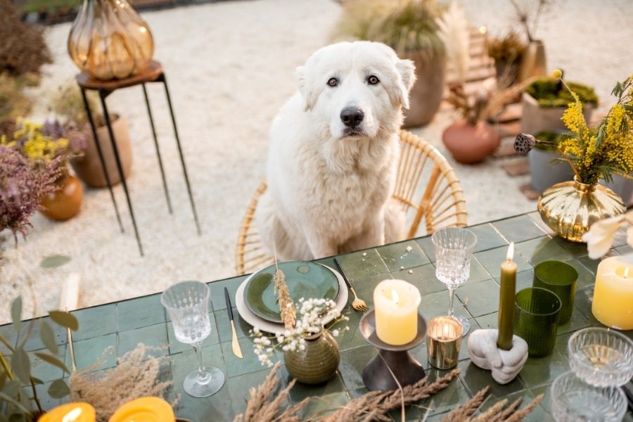 Have A Safe Thanksgiving With Your Los Angeles Pets
