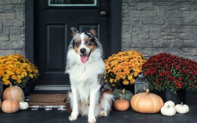 How To Have A Safe Thanksgiving With Your Los Angeles Dog