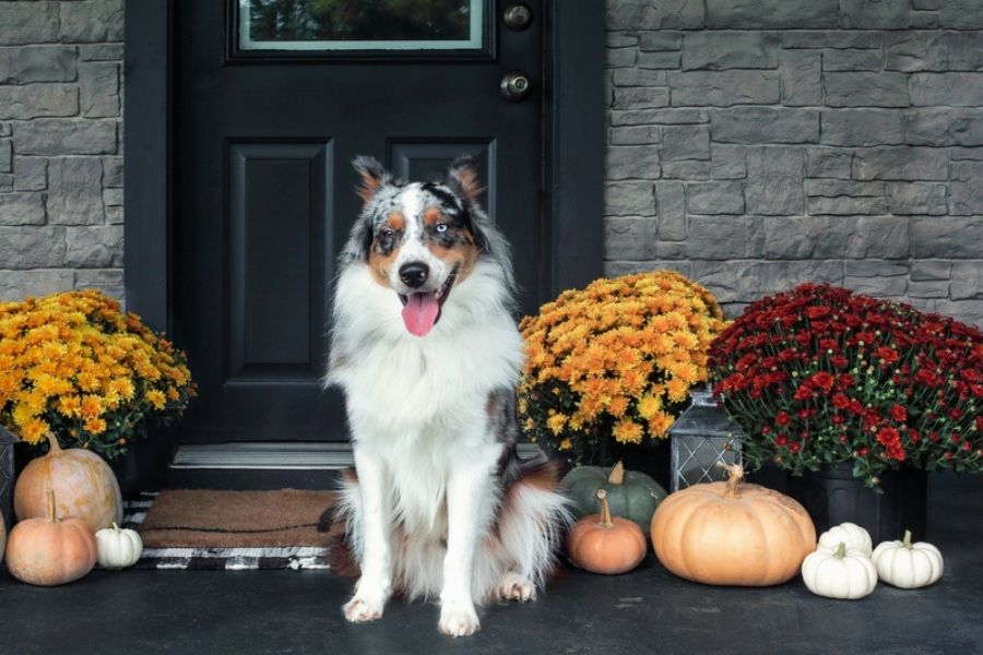 How To Have A Safe Thanksgiving With Your Los Angeles Dog