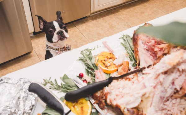 Thanksgiving with your dog in Los Angeles