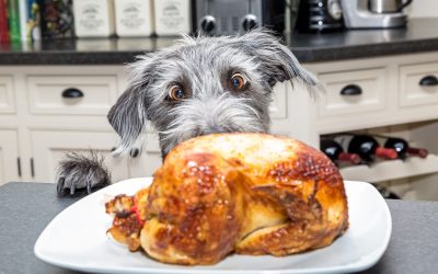 How to Have a Safe Thanksgiving with Your Dog in Los Angeles: Expert Tips from Local Trainers