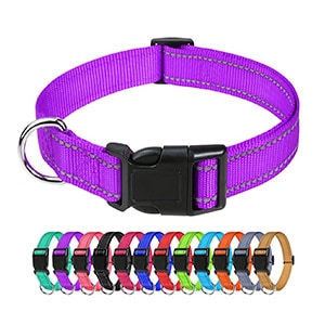 Nylon Dog Collar
