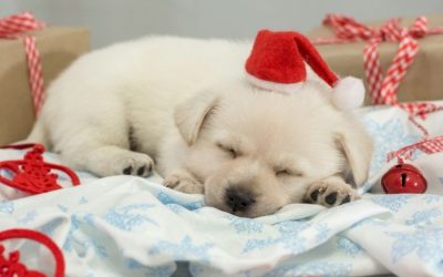 Getting a Puppy for the Holidays? Here are the Dos and Don’ts!