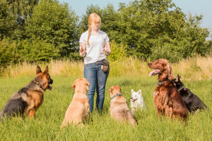 Why You Should Hire a Professional Los Angeles Dog Trainer!