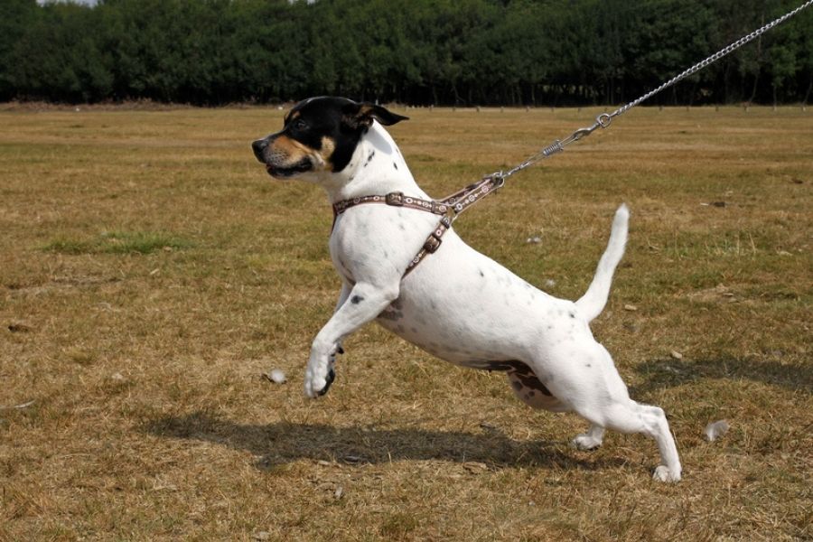 Use These Top 4 Dog Impulse Control Exercises For a Calmer Life