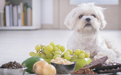 Avoid These Foods and Ingredients That Are Toxic for Dogs