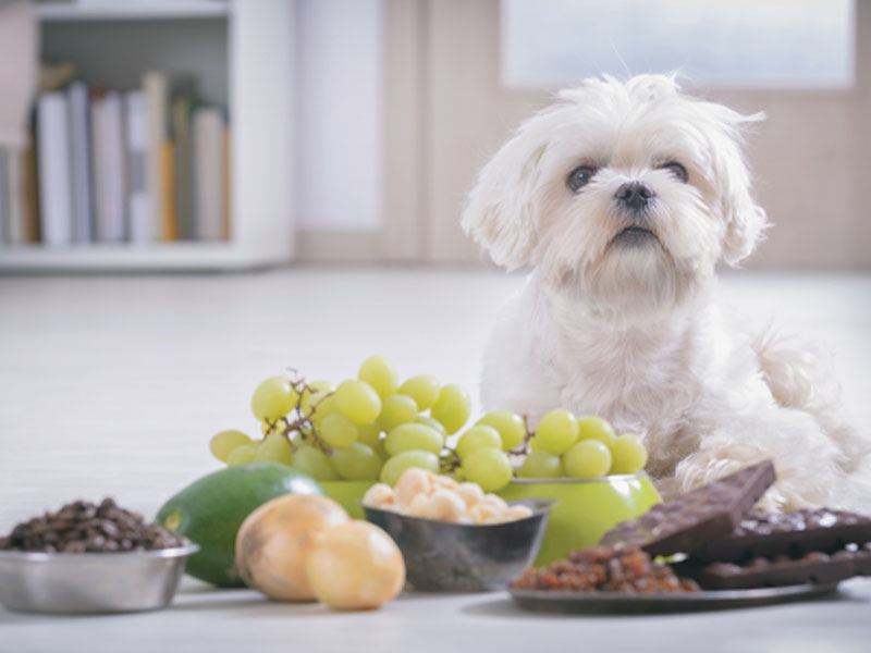 Avoid These Foods and Ingredients That Are Toxic for Dogs