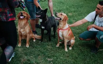 Breaking Down the Real Cost of a Los Angeles Dog Trainer