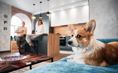 Why Is My Dog Listening to the Dog Trainer and Not Me?