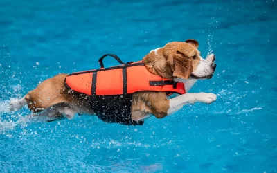los angeles dog trainer water safety