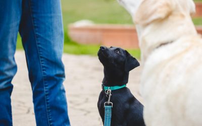 Choosing the Best Dog Training Option for Your Los Angeles Pup