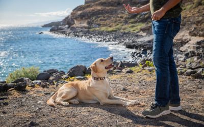 How to Prepare Your Dog for Boarding & Training