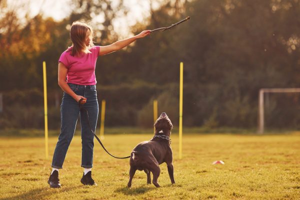 hire a dog trainer in Los Angeles