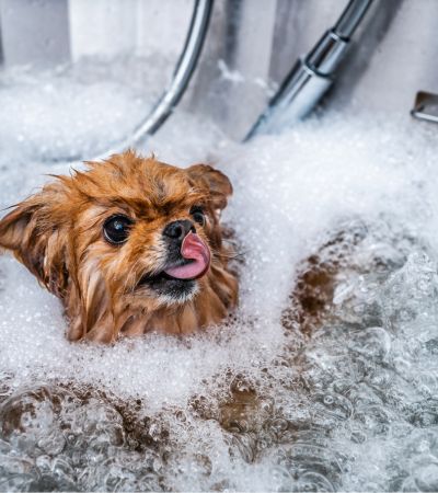 Dog-in-tub-preparing-for-grooming
