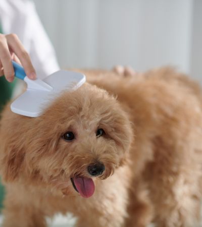 Groomer-Brushing-Small-Dog-Preparing-For-Grooming
