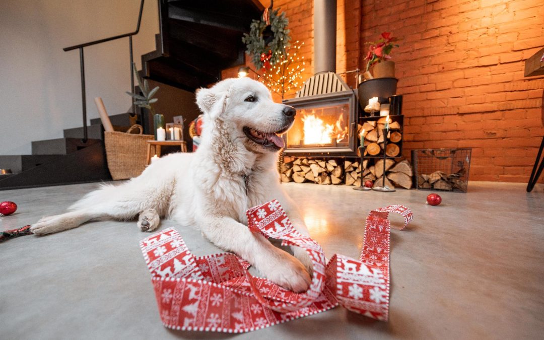 5 Tips For Keeping Up with Dog Training During the Holidays