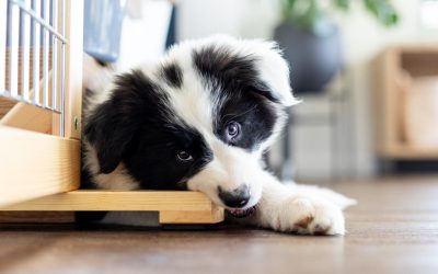 5 Tips to Help Puppy-Proof Your Home
