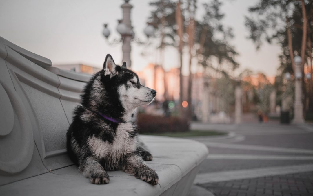 The Power of Training Your Dog to Be Calm in Public
