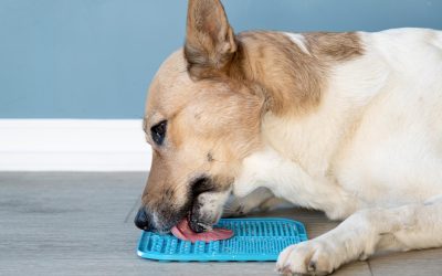 mealtime training for dogs