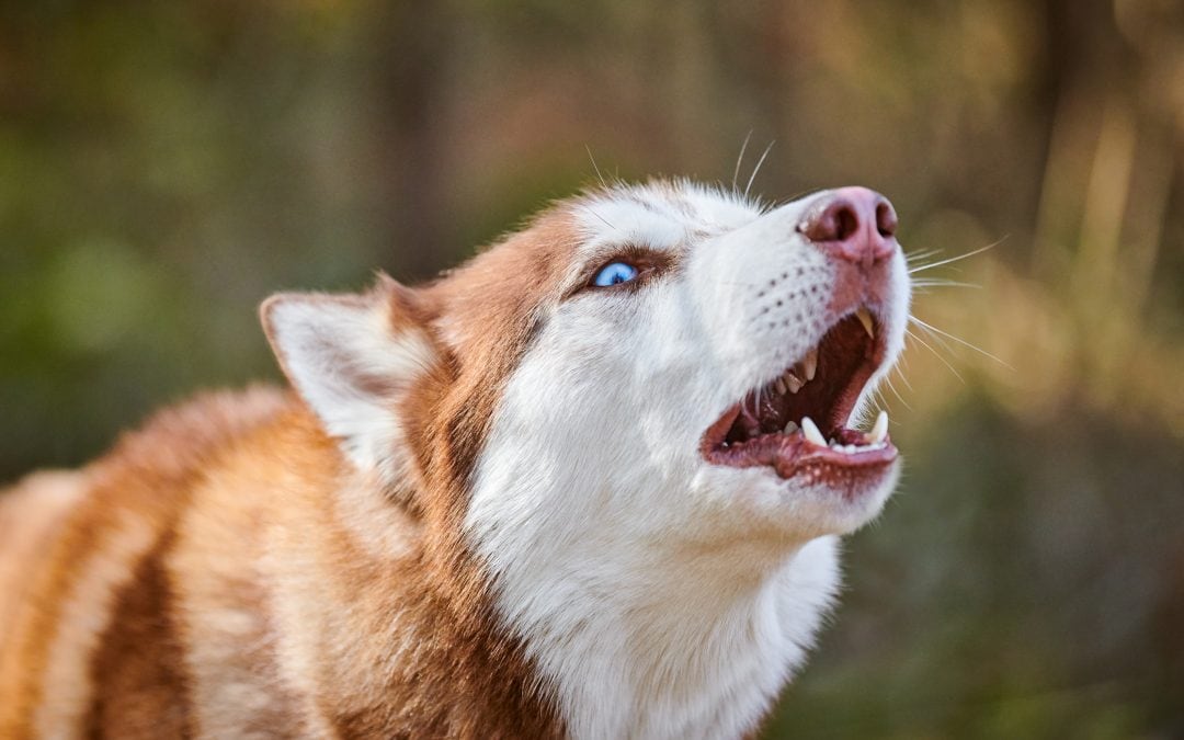 Quiet Please: Curbing Excessive Barking Through Compassionate Training