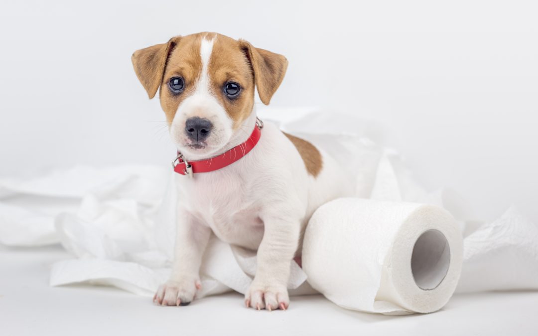Puppy Potty Training Simplified: 4 Proven Steps from a Luxury Los Angeles Dog Trainer