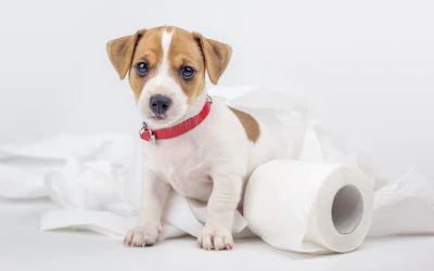 Puppy Potty Training Simplified: A Luxury Dog Trainer’s No-Stress Guide to Success
