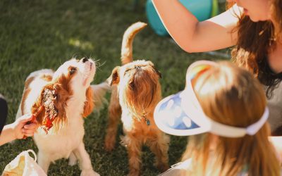 puppy socialization in Los Angeles trainer near me