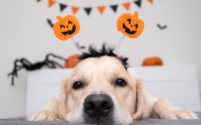 Dog Halloween Costume Training in Los Angeles