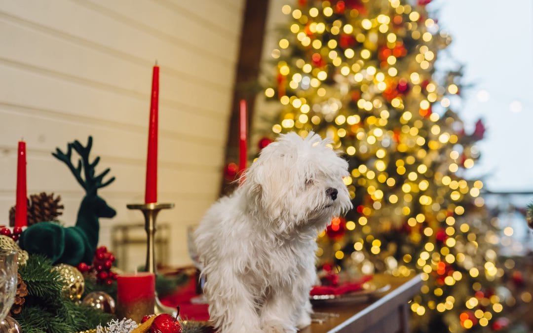 Yule Be Amazed: Elevate Your Dog Training Game with These 5 Holiday Hacks!
