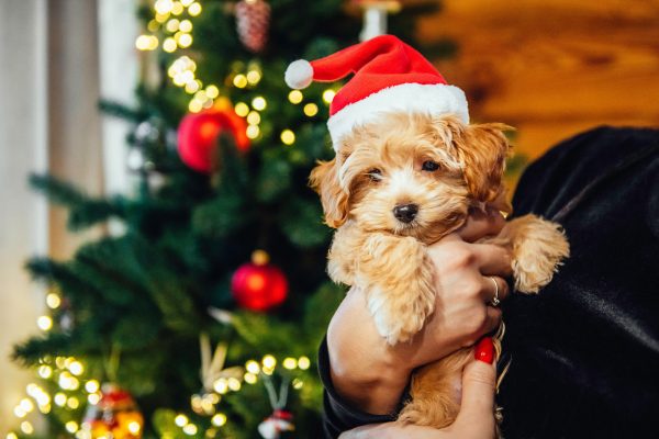 holiday dog training near me los angeles