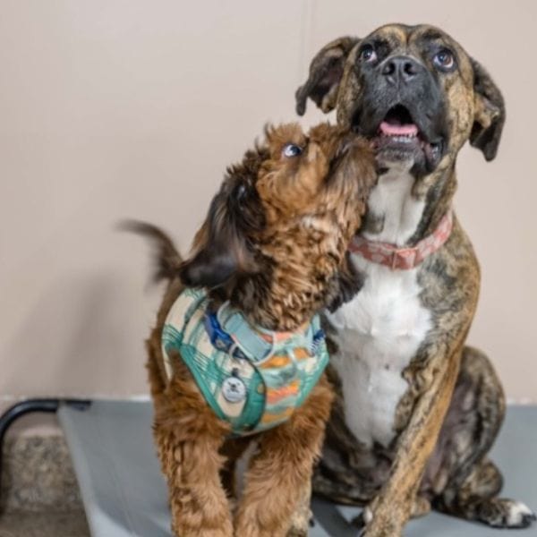 BOARD & TRAIN dog training los angeles