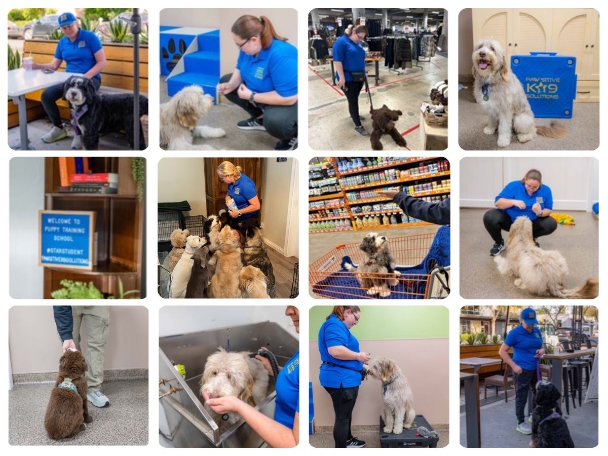 Join the rest of our happy clients dog training Los Angeles