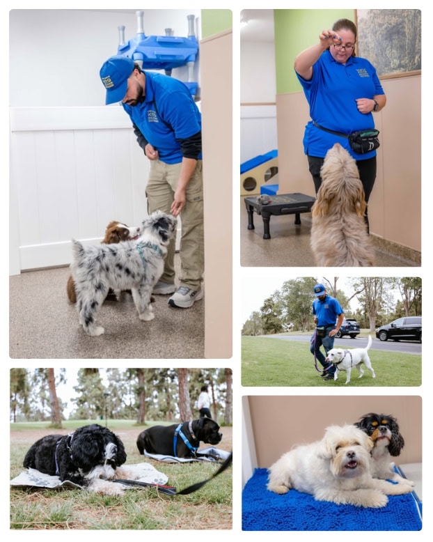 Wave goodbye to problems pawsitive k9 solutions dog training los angeles