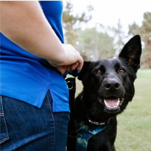 private in home sessions dog training Los Angeles