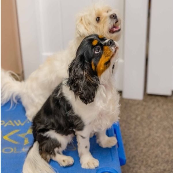 puppy day school dog training los angeles