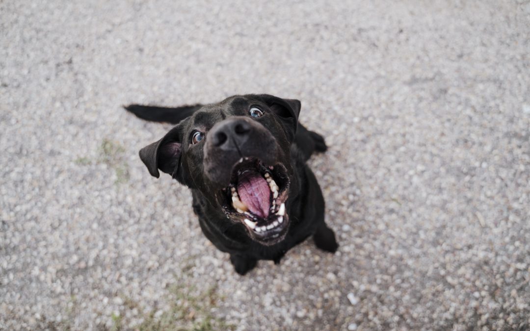 Quiet Please: Barking And Seasonal Triggers in Los Angeles