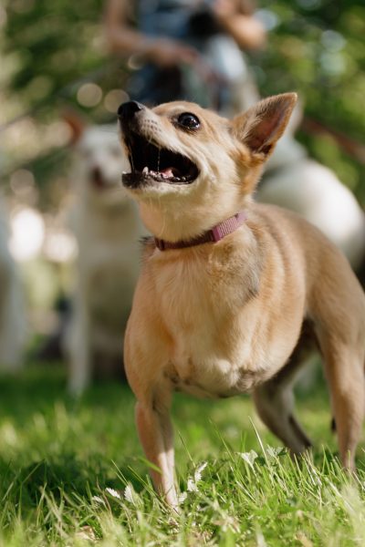 seasonal barking in dogs los angeles 2