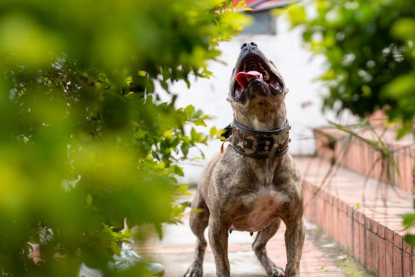 seasonal barking in dogs los angeles big dog training