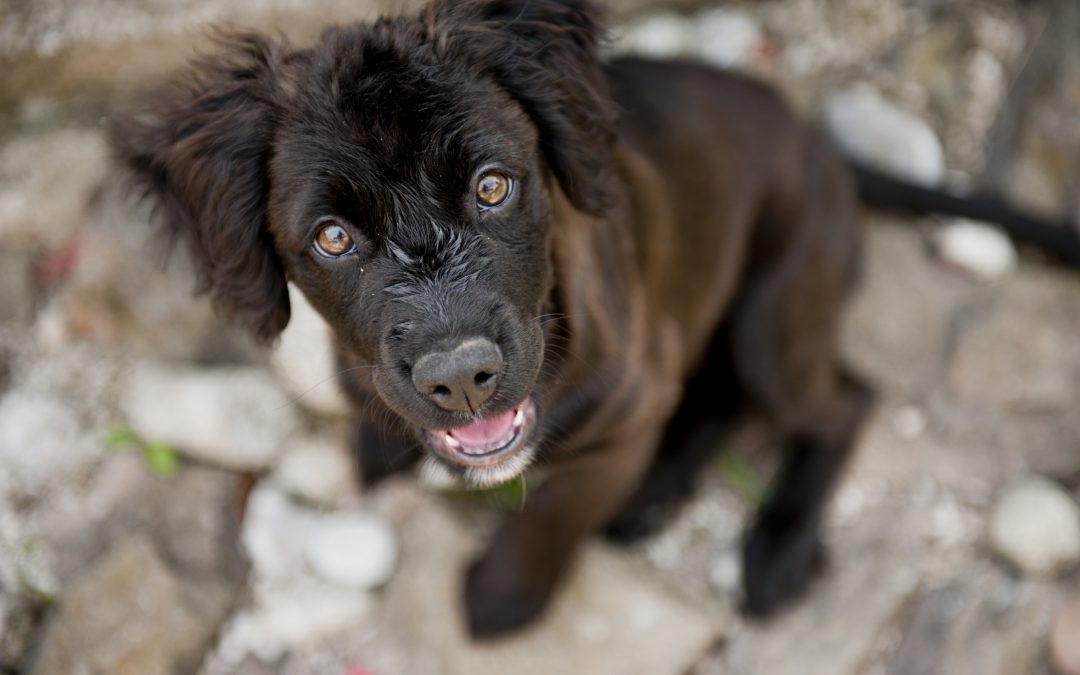 Understanding Puppy Behavior: Why Your Dog Isn’t Listening Yet