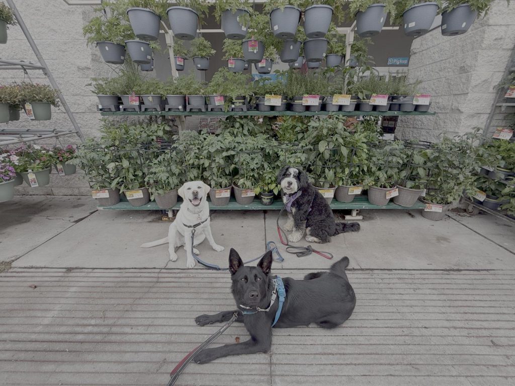 Two calm dogs sitting peacefully outdoors during Fear Free dog care